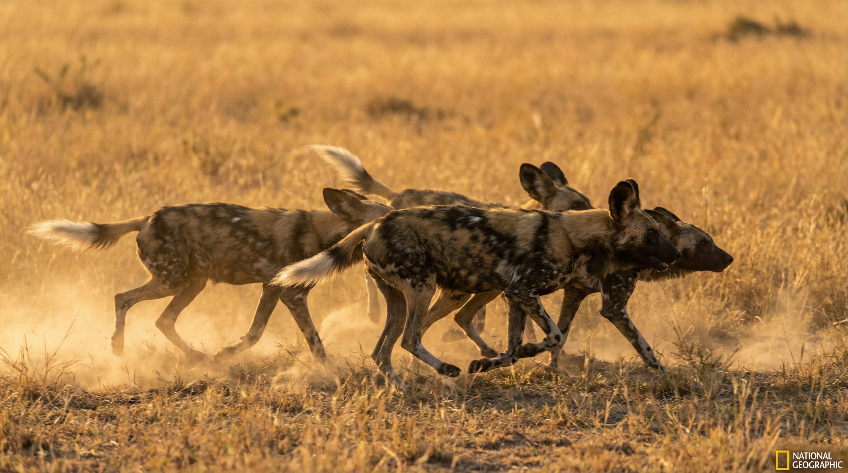 捷克街头野生动物保护视频