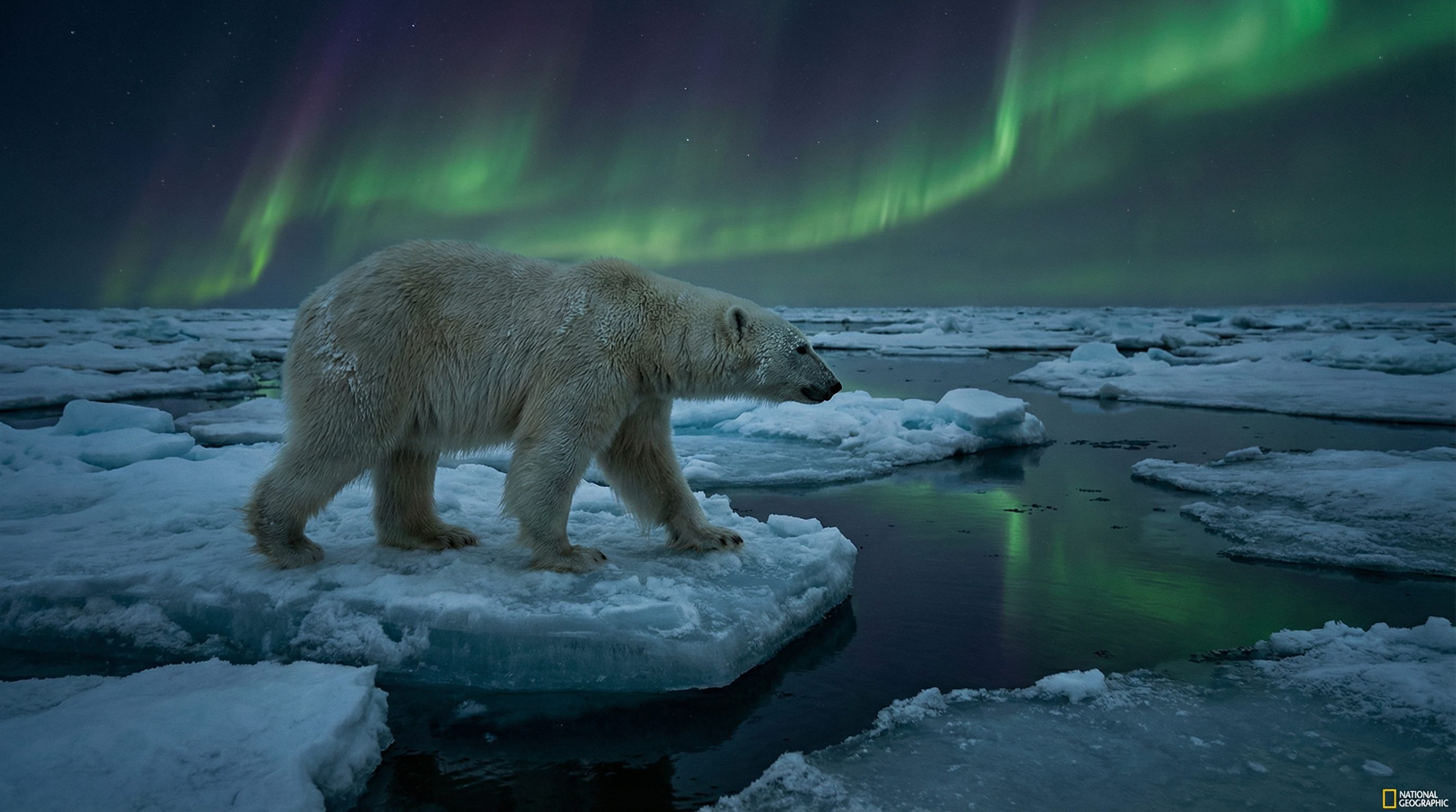 捷克街头视频：北极熊极地探险视频演示